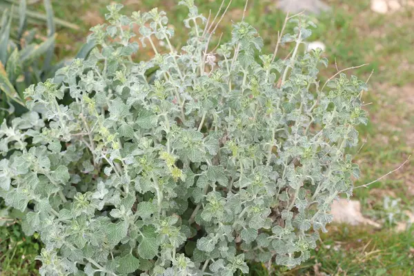 Marrubium vulgare (beyaz horehound veya yaygın horehound), naneli bitki (Lamiaceae) familyasından bir bitki türü.)