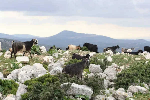 Kayalık bir arazide otlayan bir keçi sürüsü.