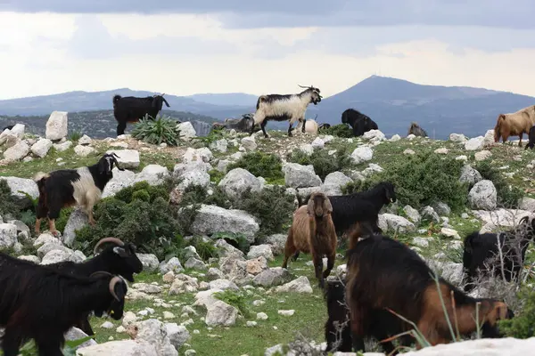 Kayalık bir arazide otlayan bir keçi sürüsü.