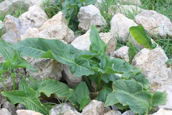 Arum dioscoridis, Araceae familyasından bir bitki türü.)