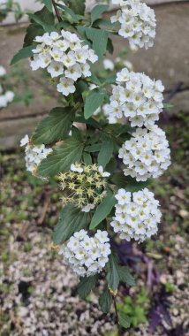 spiraea cantoniensis (Reeve 's spiraea), gülgiller (Rosaceae) familyasından bir bitki türü.