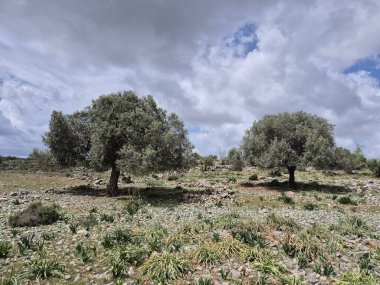 Kayalık boğa dağında yaşlı bir zeytin ağacı, muhtemelen Tarsus Sarulak adında yerel bir zeytin türü.