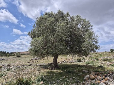 Kayalık boğa dağında yaşlı bir zeytin ağacı, muhtemelen Tarsus Sarulak adında yerel bir zeytin türü.