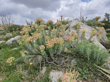 Euphorbia rigida, aynı zamanda sincap spurge olarak da bilinir, kayalarda yetişir.