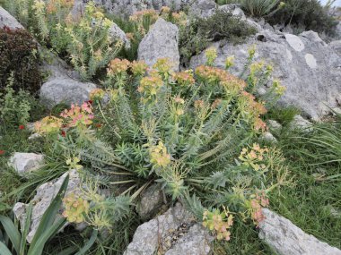 Euphorbia rigida, aynı zamanda sincap spurge olarak da bilinir, kayalarda yetişir.