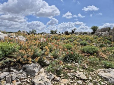 Euphorbia rigida, aynı zamanda sincap spurge olarak da bilinir, kayalarda yetişir.