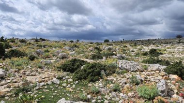 Euphorbia rigida, aynı zamanda sincap spurge olarak da bilinir, kayalarda yetişir.