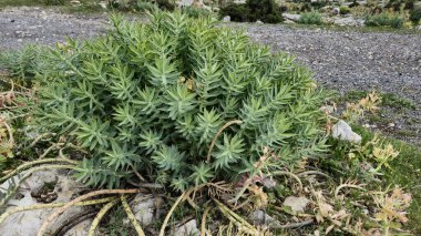 Euphorbia rigida, aynı zamanda sincap spurge olarak da bilinir, kayalarda yetişir.