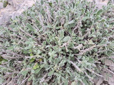 Taurus Dağları 'ndaki dağ çayı (Sideritis sp)