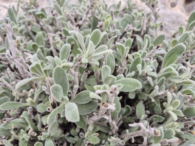 Taurus Dağları 'ndaki dağ çayı (Sideritis sp)