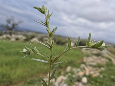buglossoides arvensis (tarla Gromwell) ilkbaharda yabani çiçek