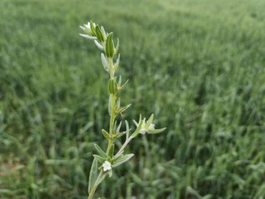 buglossoides arvensis (tarla Gromwell) ilkbaharda yabani çiçek