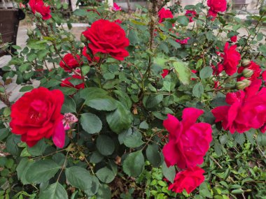 İlkbaharda kırmızı gülleri kapat