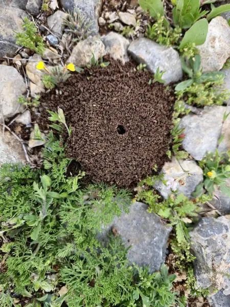 Karınca yuvasının üst görünümü