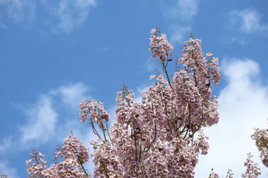 İlkbaharda Paulownia tomentosa çiçekleri