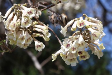 İlkbaharda Paulownia tomentosa çiçekleri
