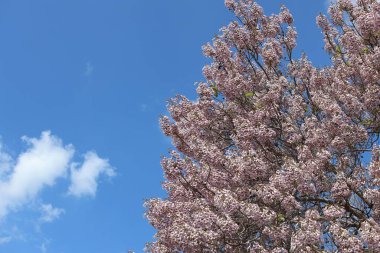İlkbaharda Paulownia tomentosa çiçekleri