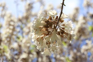İlkbaharda Paulownia tomentosa çiçekleri
