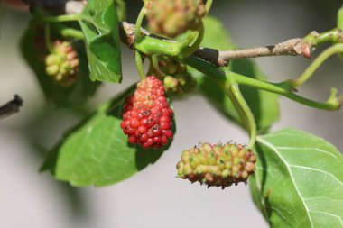 Morus rubra, Kuzey Amerika 'nın orta ve doğu bölgelerine özgü bir dut türüdür..