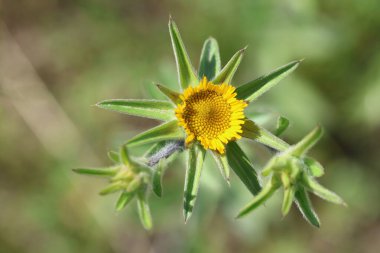 Pallenis spinosa, Asteraceae familyasından Pallenis cinsine ait yıllık bir bitki türü.