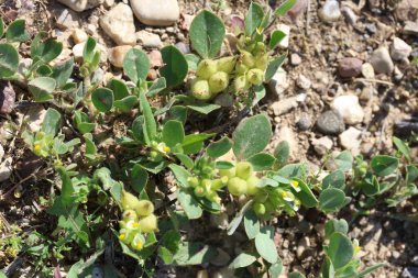 Tripodion tetraphyllum, baklagiller (Fabaceae) familyasından bir bitki türü.