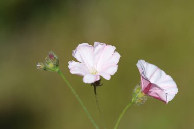 konvolvulus cantabrica (Cantabrican sabah zaferi), Convolvulaceae familyasından bir bitki türü.