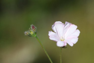 konvolvulus cantabrica (Cantabrican sabah zaferi), Convolvulaceae familyasından bir bitki türü.
