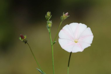 konvolvulus cantabrica (Cantabrican sabah zaferi), Convolvulaceae familyasından bir bitki türü.
