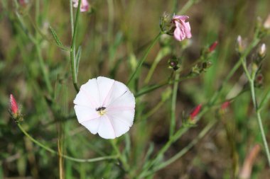 konvolvulus cantabrica (Cantabrican sabah zaferi), Convolvulaceae familyasından bir bitki türü.