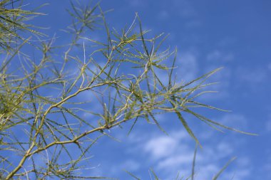 Parkinsonia aculeata ağacı, Fabaceae familyasından bir ağaç türü.