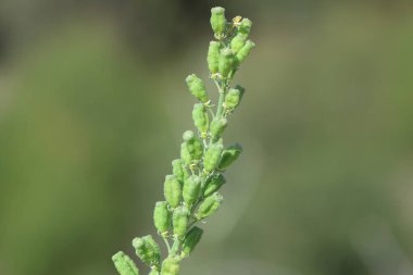 Baharda sarı mignonette (Reseda lutea) çiçekleri