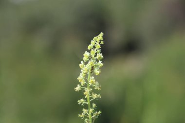 Baharda sarı mignonette (Reseda lutea) çiçekleri