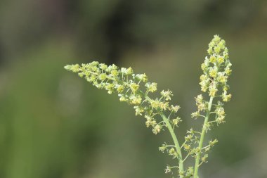 Baharda sarı mignonette (Reseda lutea) çiçekleri