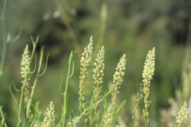 Baharda sarı mignonette (Reseda lutea) çiçekleri