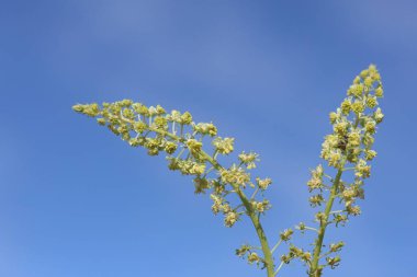 Baharda sarı mignonette (Reseda lutea) çiçekleri