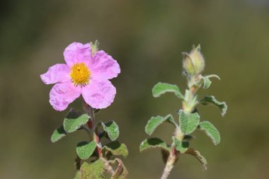 Cistus creticus, Kistaceae familyasından bir bitki türü.. 