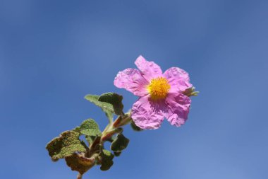Cistus creticus, Kistaceae familyasından bir bitki türü.. 
