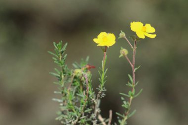Fumana timifolia, Kistaceae familyasından bir çalı türüdür.
