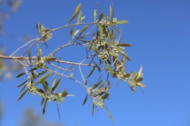 İlkbaharda mavi gökyüzünde zeytin ağacı çiçekleri