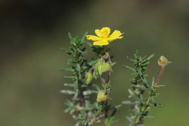 Fumana timifolia, Kistaceae familyasından bir çalı türüdür.
