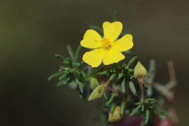 Fumana timifolia, Kistaceae familyasından bir çalı türüdür.