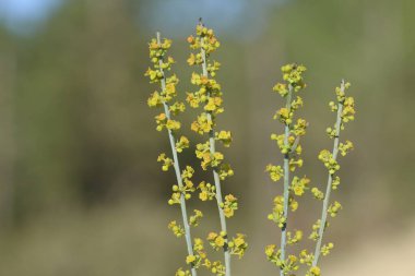Baharda sarı mignonette (Reseda lutea) çiçekleri