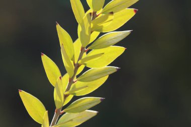 Myrtus Communis 'in brunch' ı.) 