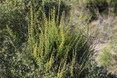 Baharda sarı mignonette (Reseda lutea) çiçekleri