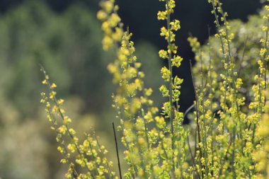 Baharda sarı mignonette (Reseda lutea) çiçekleri