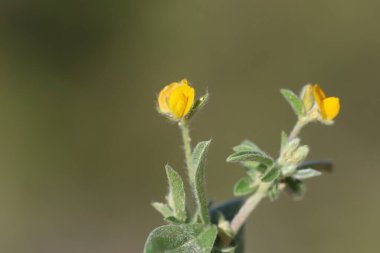 Antillis circinata çiçeği, Circinate böbrek vetch ve Circinate Lady 's Finger olarak da bilinir.
