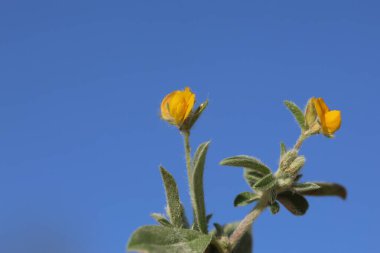 Antillis circinata çiçeği, Circinate böbrek vetch ve Circinate Lady 's Finger olarak da bilinir.