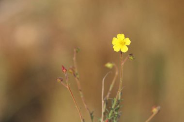 Fumana timifolia, Kistaceae familyasından bir çalı türüdür. 