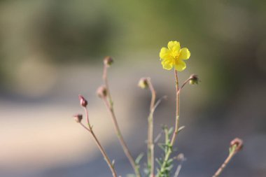 Fumana timifolia, Kistaceae familyasından bir çalı türüdür. 