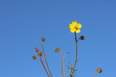 Fumana timifolia, Kistaceae familyasından bir çalı türüdür. 
